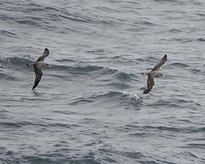 Cory's shearwater